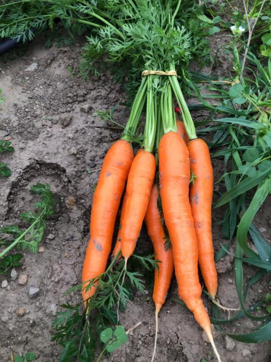 Dominique Benoit a la guillaume