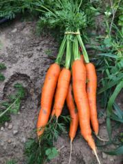 Dominique Benoit a la guillaume