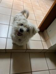 Keyla Domingos Lopes