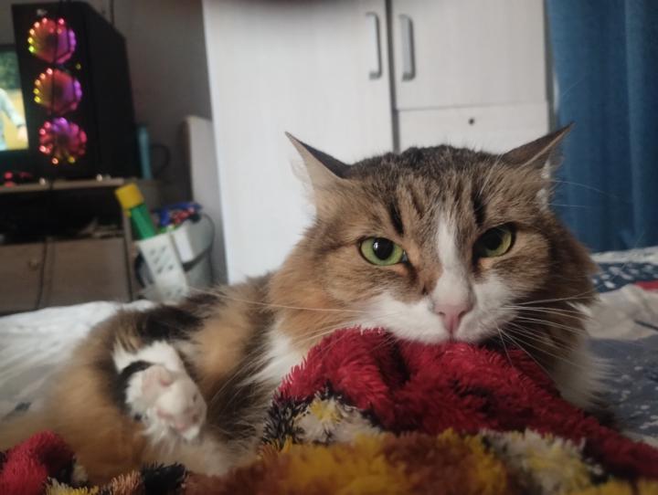 Sebastián Meneses Jaramillo