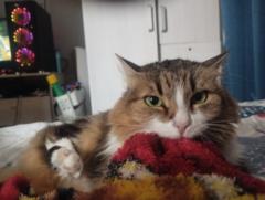 Sebastián Meneses Jaramillo