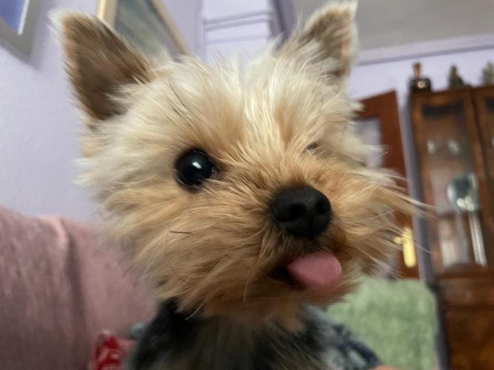 Carmen Torres palomino