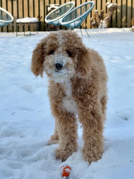 Teodor Hoest  heiden nielsen