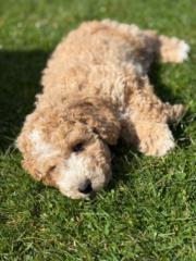 Teodor Hoest  heiden nielsen