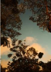 Julia Casesnoves Ballester