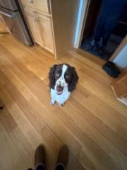 Addie Wiener