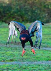 Colin Andersson-Hamill