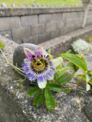 Eva Fernandez Suarez