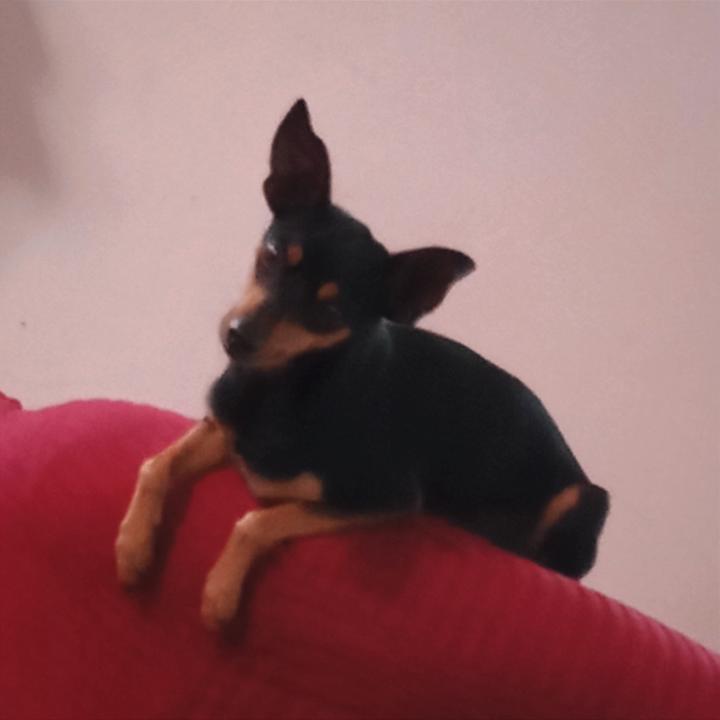 Ángel Arrieche