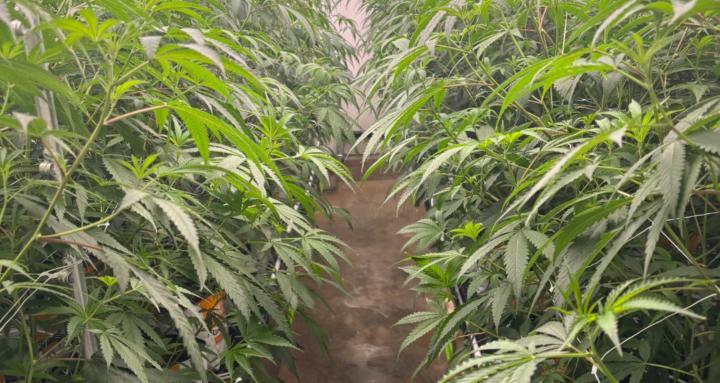 Cannabis Growing