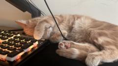 Behlül Hasan Eşkili