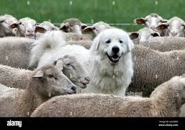 The Call to Guard Christian Endurance! 