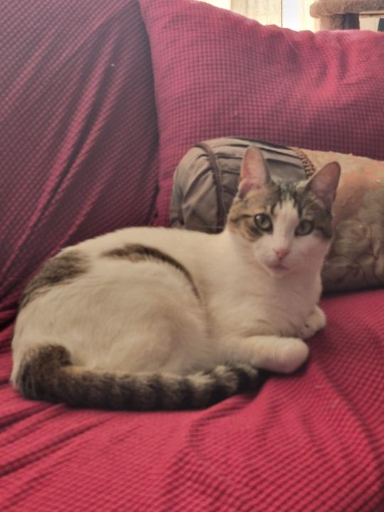 Miau Lou