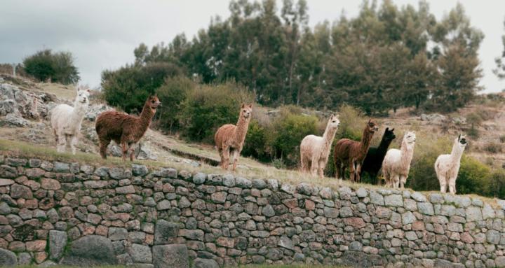 Alpaca Slow Japanese 🥕 