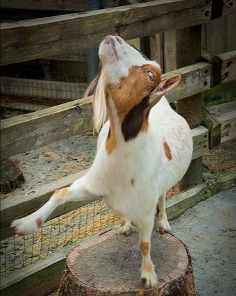 Dancing Goat