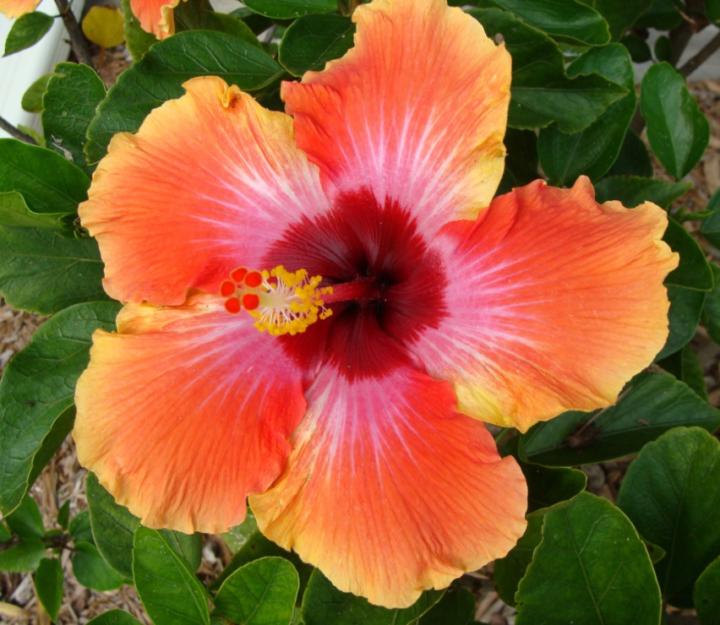 Marie-Christine Broch