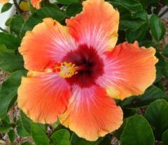 Marie-Christine Broch