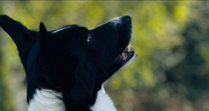 Hundetricks Community 