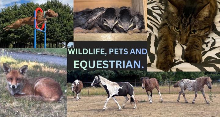 Wildlife, Pets & Equestrian 🐴