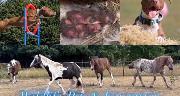 Wildlife, Pets & Equestrian 🐴