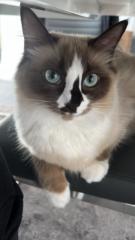 Raphael Medeiros Pedro