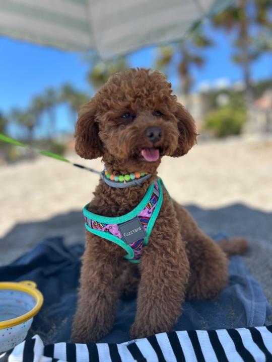 Tatiana Morales katic