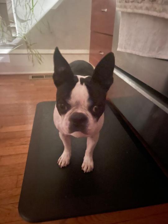 Odin Terrier