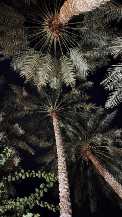 نورا الحويل