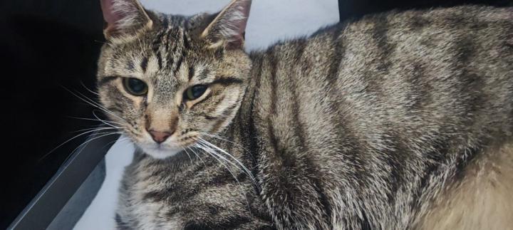 Addami El Ghaidouni Haroun