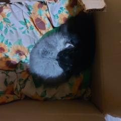 Karen Citlali Pérez López