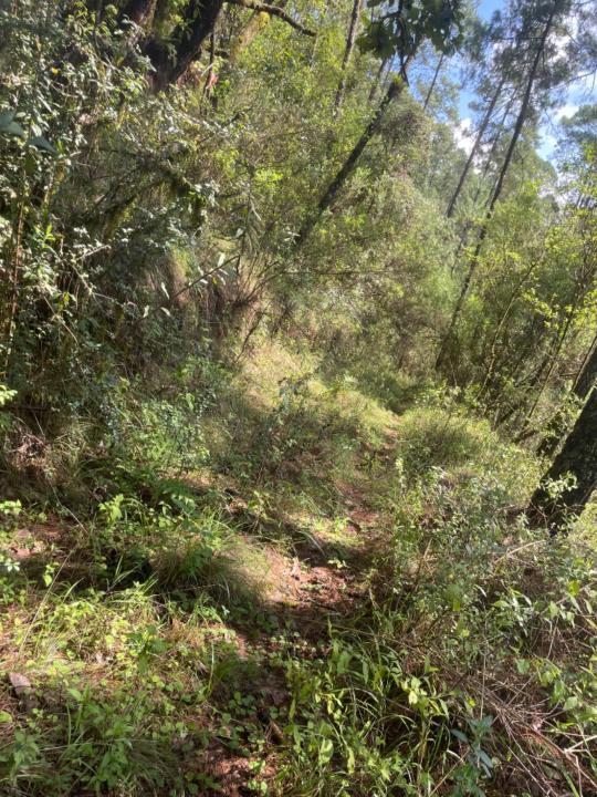 José Jacobo Hernández