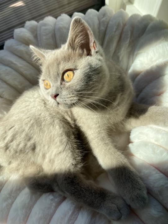 Lubeena Ali