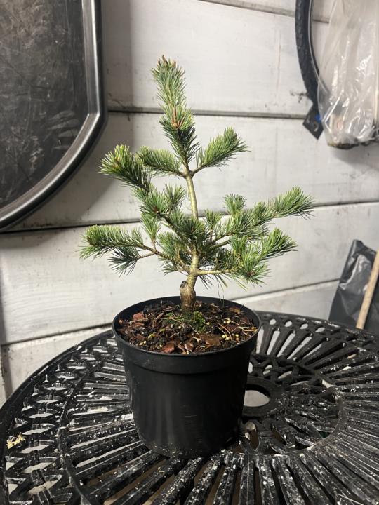 You’re White Pine bonsai