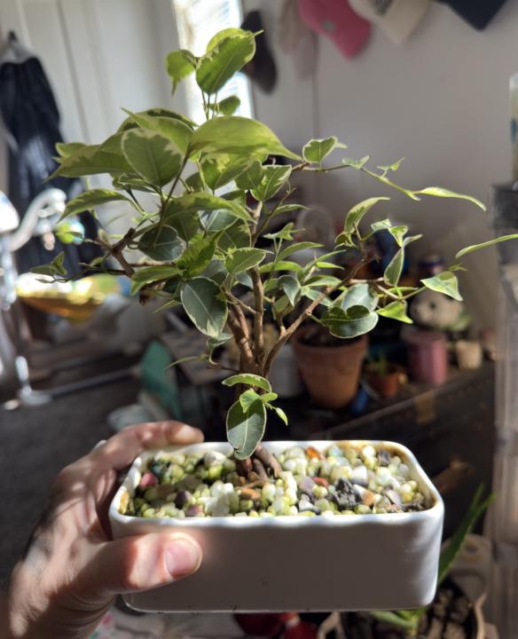 2 variegated ficus Benjaminas   
