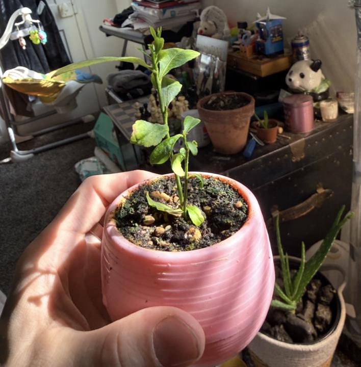 Second year lemon tree seedlings 