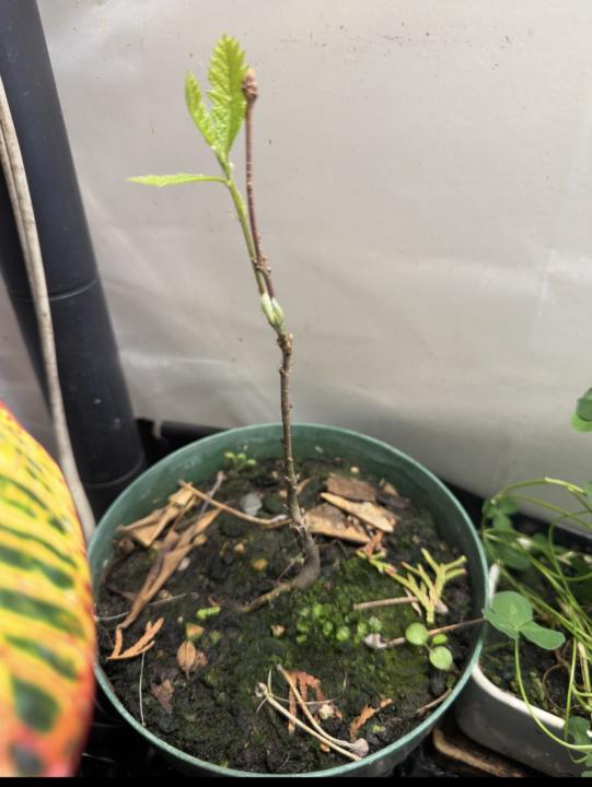 Second year oak seedlings 