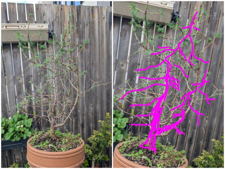 Japanese Larch - help needed