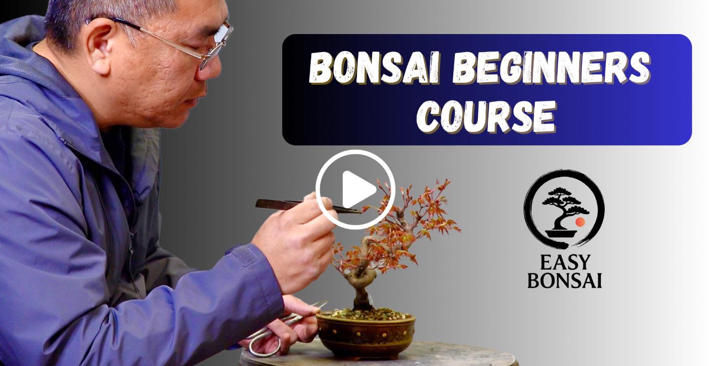 Bonsai Beginners