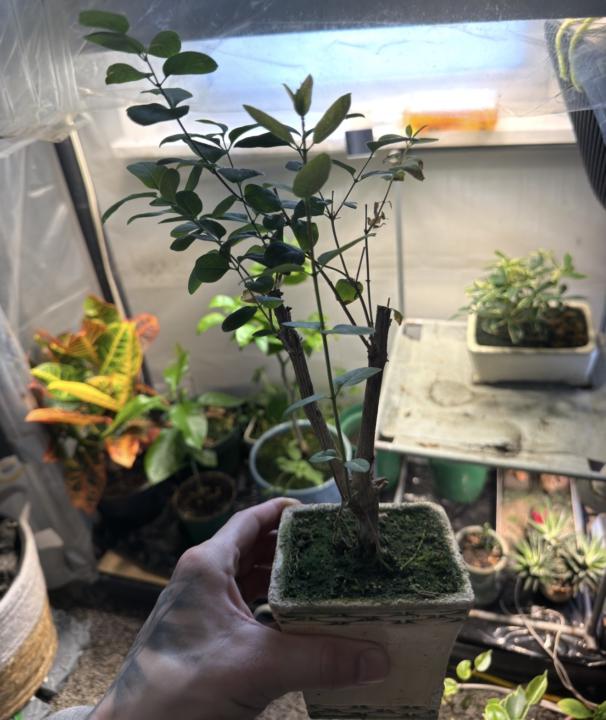 Lilac cutting rooted this winter 