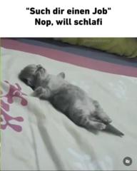 Elijah B