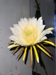 Sravanthi Puvvadi
