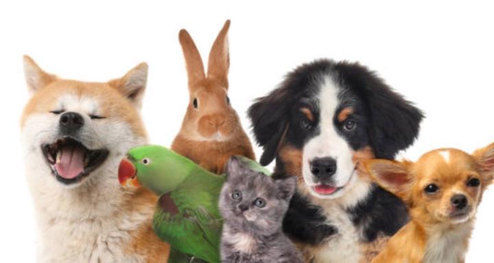 Pet Stuff 