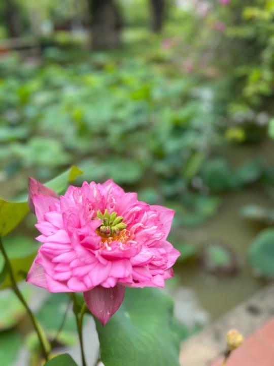 Lệ Hà
