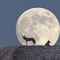 CatherineRose BearHeartWoman