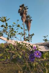 מנדי שמרלינג