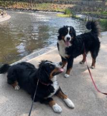 Paulina Dominguez aguilar