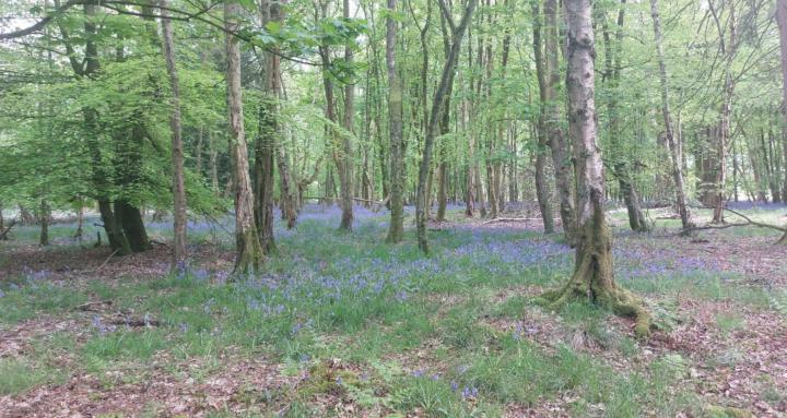 Black Sheep Don't Follow