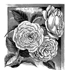 Jane Archer