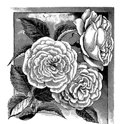 Jane Archer