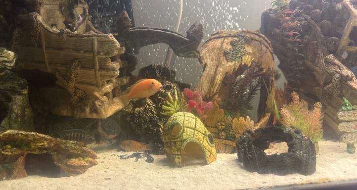 Kemps African Cichlids